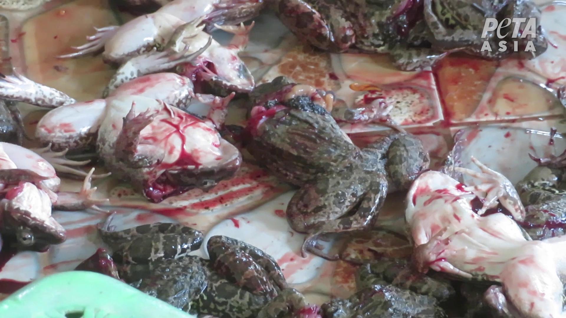 Exposing the Dark Reality of the Frog-Meat Industry