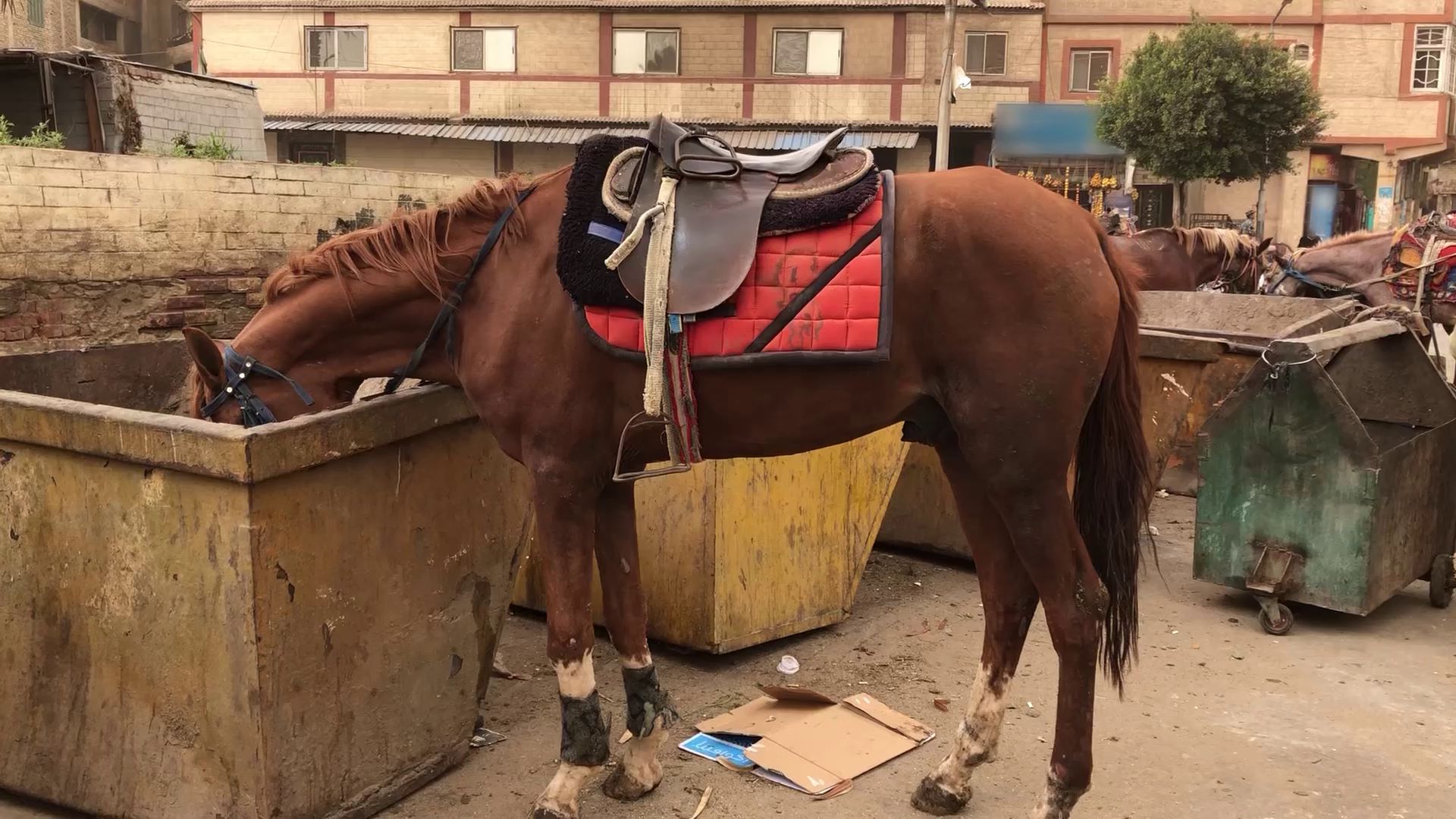 Horse trash can - .de