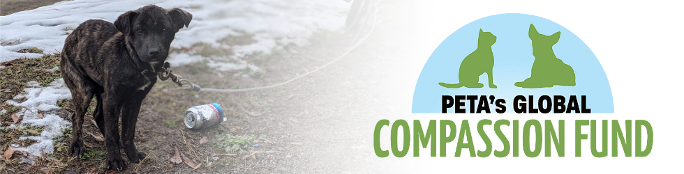 Global Compassion Fund