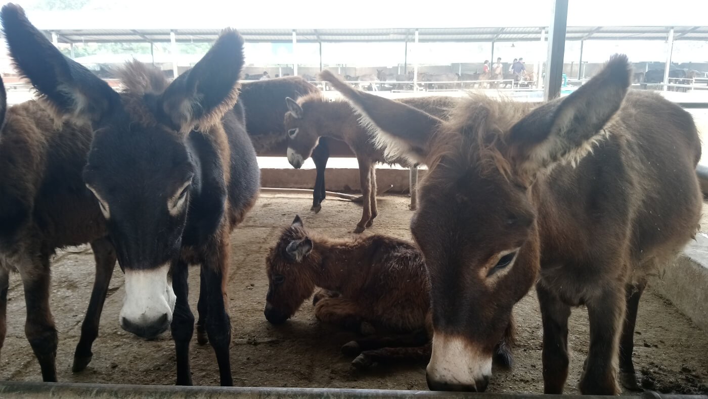 donkeys in pen