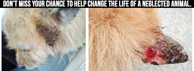 Don’t miss your chance to help change the life of a neglected animal.
