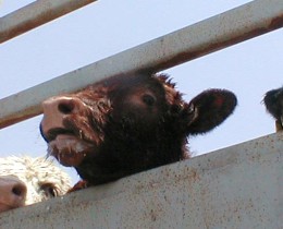 Live Export Cow