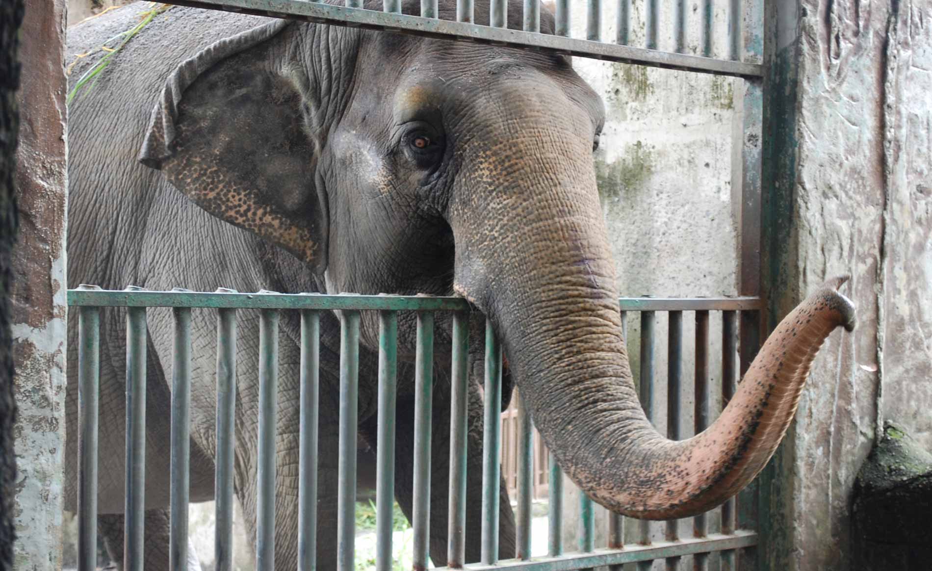 Pledge to Boycott Zoos | PETA Asia