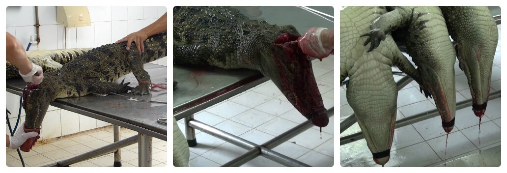 Crocodiles Die Horrifically In Vietnam For Louis Vuitton Leather