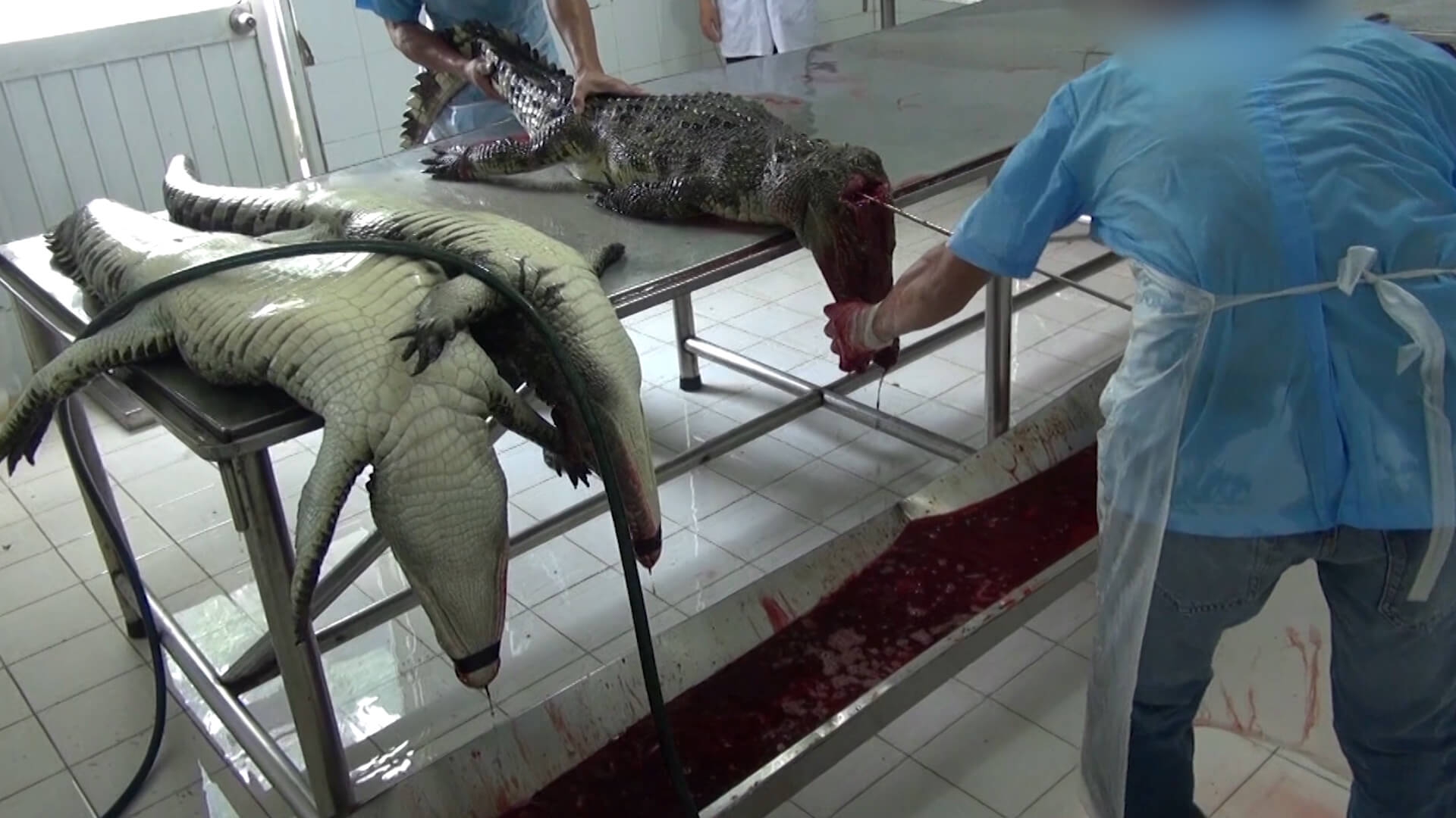 Crocodiles Die Horrifically In Vietnam For Louis Vuitton Leather Bags