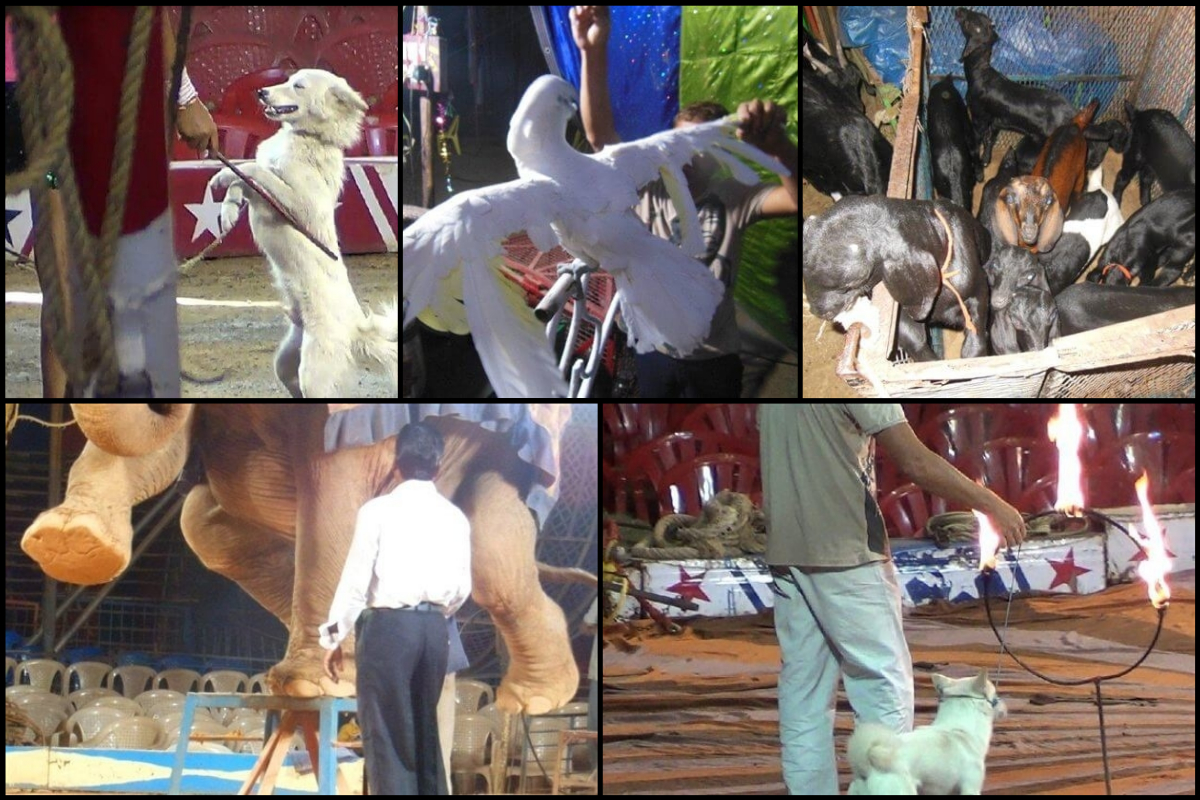 Thank you - Help Ban Animals in Circuses | Take Action | PETA India