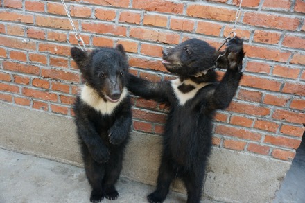 Circus cruelty EXPOSED - Bears