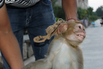 Circus cruelty EXPOSED - Monkey chained