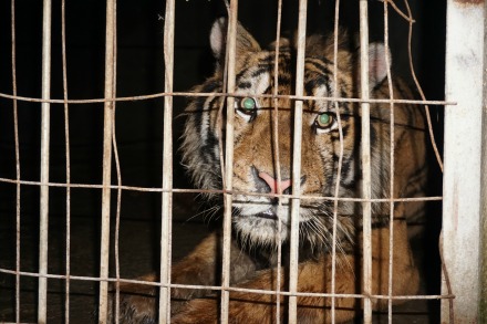 Circus cruelty EXPOSED - Tiger