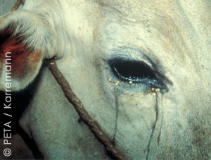 Chilli rubbed in eye Chilli rubbed in eye