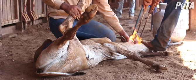 Calves Are Being Branded on the Face!
