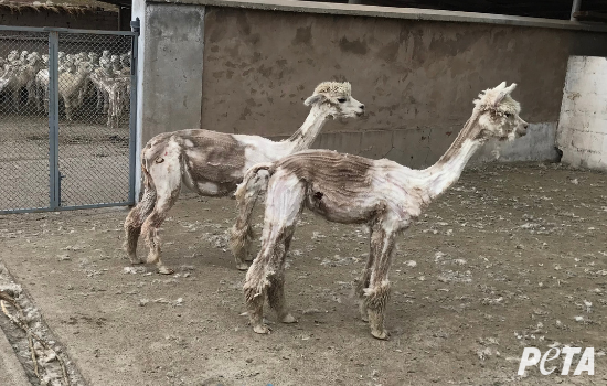 They were hit, kicked, and mutilated – all for a jumper