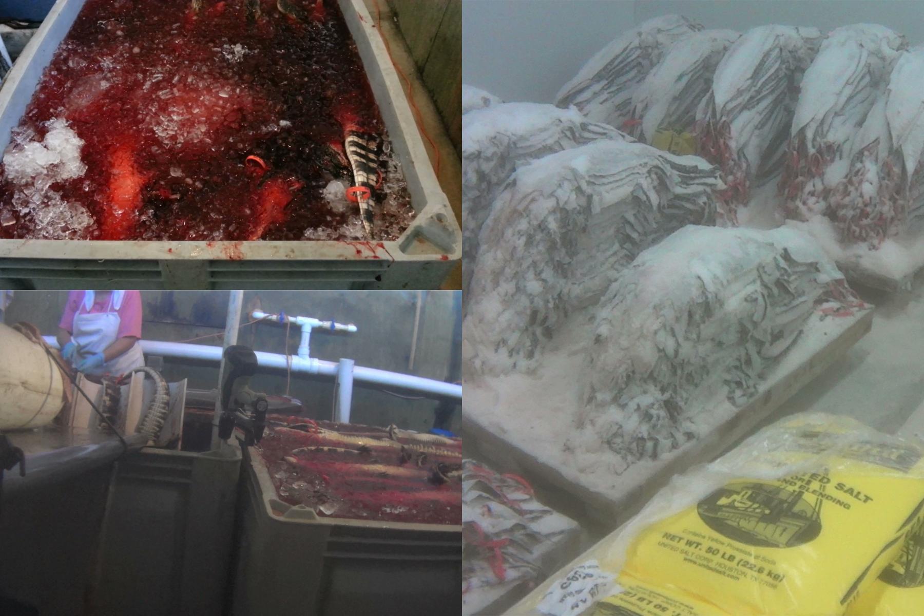Cruel Inhumane Slaughter of Alligators for a $43,000 Bag 