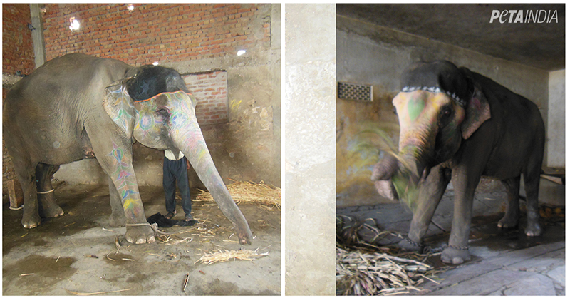 amer fort elephant rides