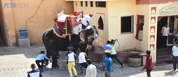 elephant rides in jaipur amer fort