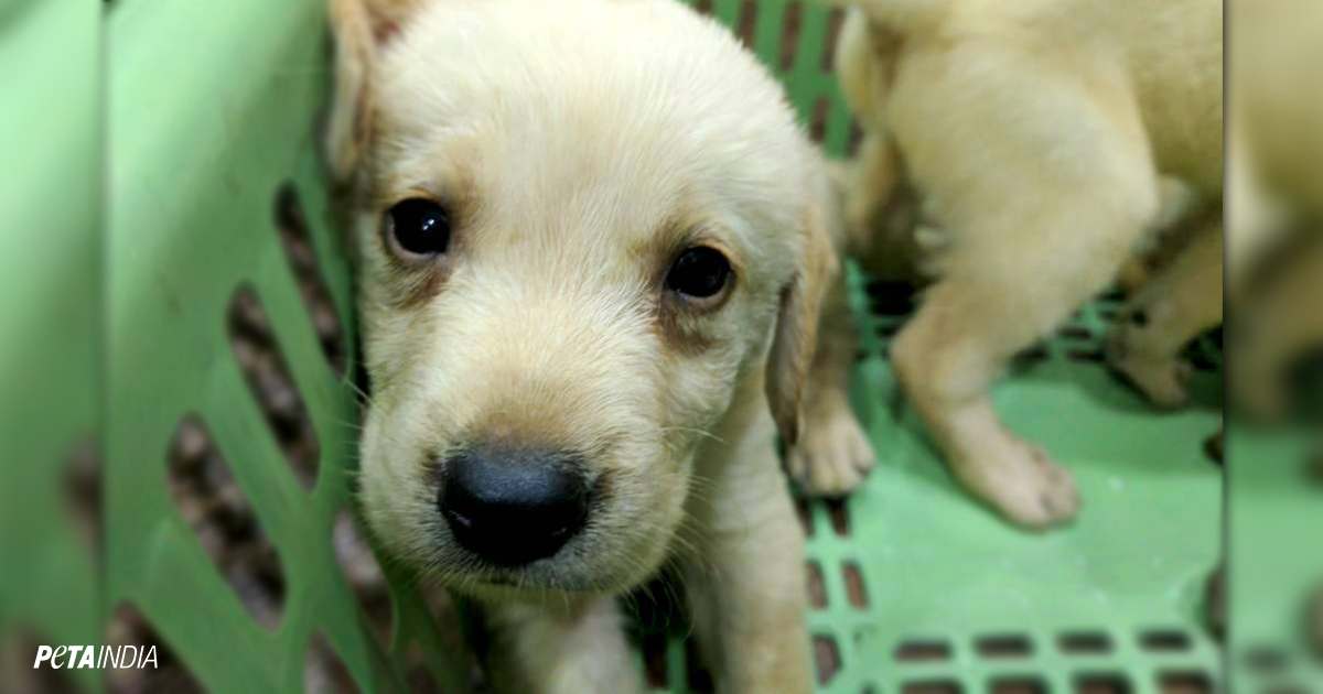 quikr dog adoption free