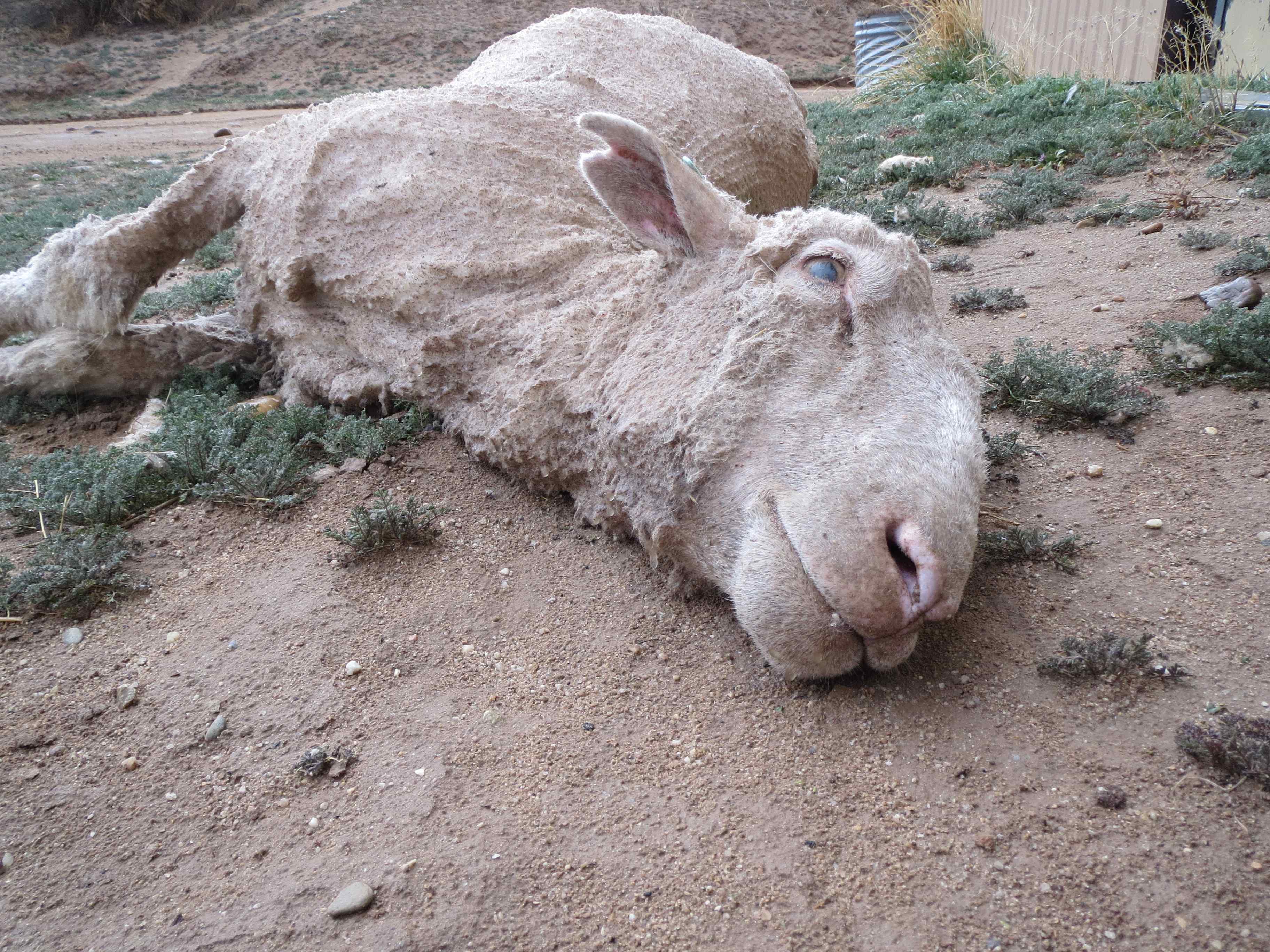Thank you - International Exposé: Sheep Killed, Punched, Stamped on and Cut  for Wool | PETA India