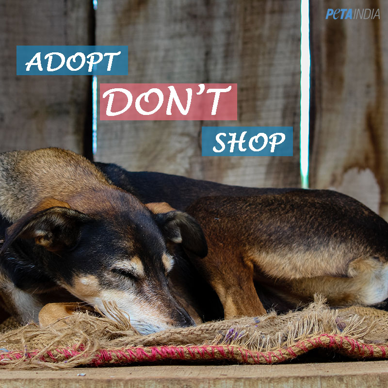 Thank you - Pledge To Adopt | Take Action | PETAIndia | PETA India