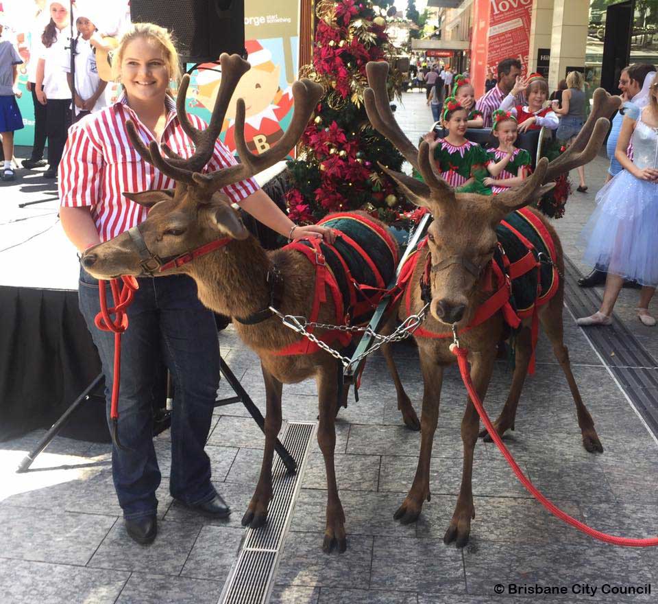 Brisbane City Council Uses Deer as Christmas Decorations 
