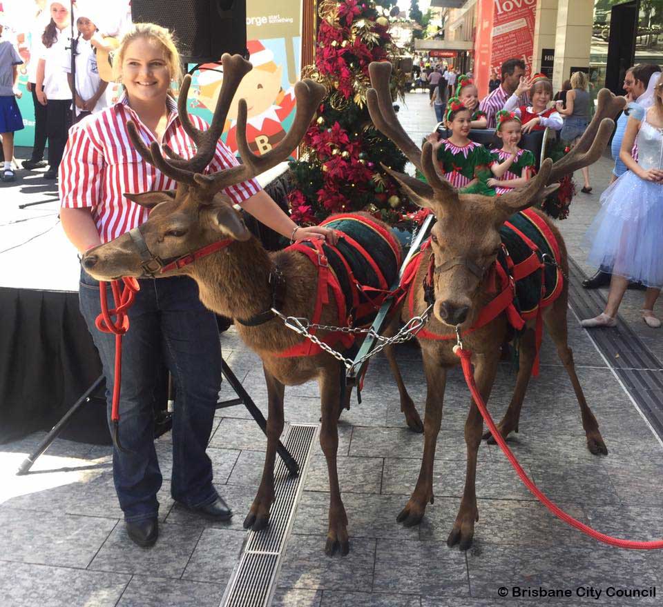Brisbane City Council Uses Deer as Christmas Decorations
