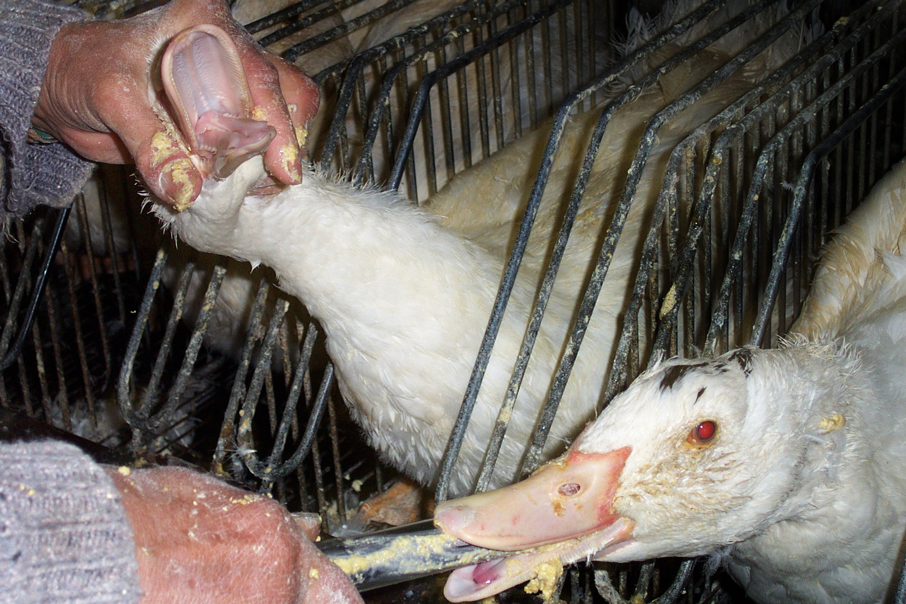 Ducks abused for Foie Gras.