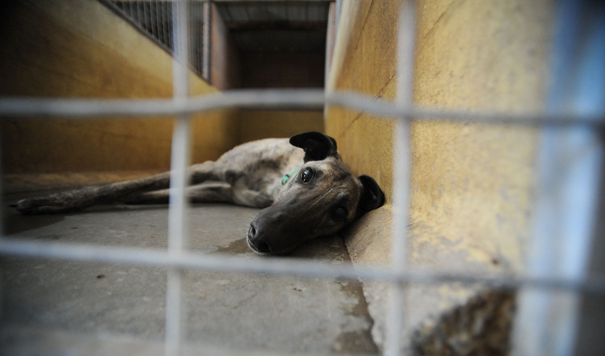 a greyhound in a kennel