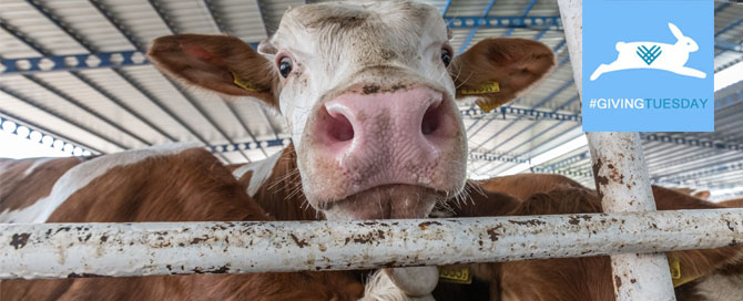 Don't let #GivingTuesday end without making a donation for animals.
