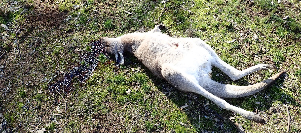 Image shows a dead kangaroo