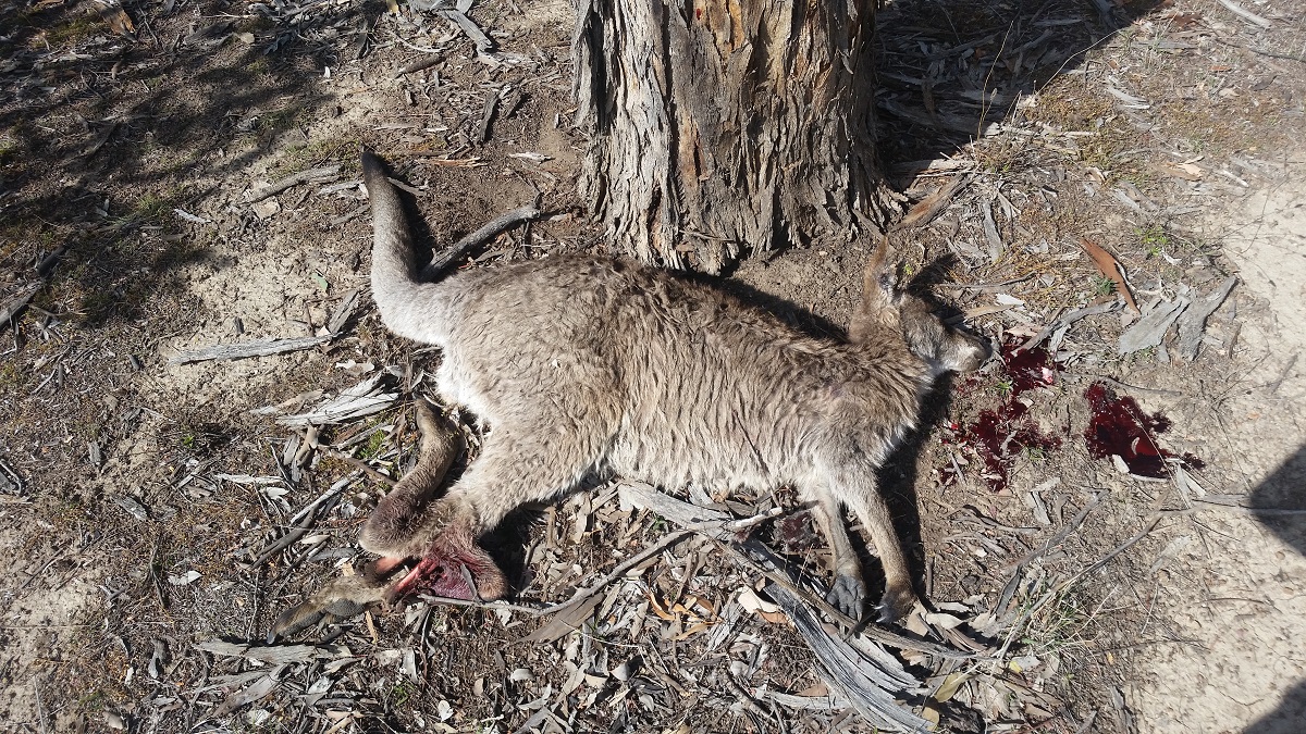 Image shows a dead kangaroo