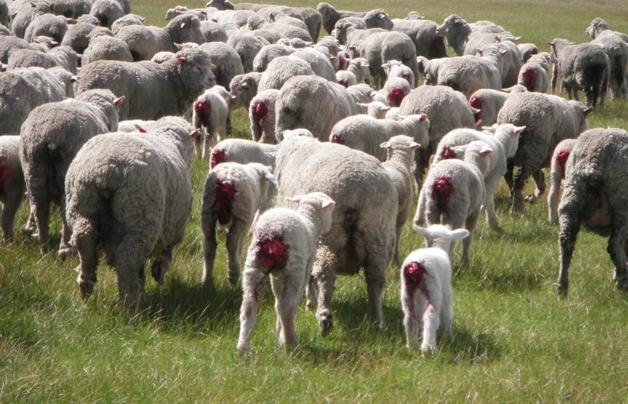 Take action and urge the minister for agriculture to support legislation to ban mulesing.