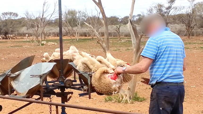 Mulesing in Australia