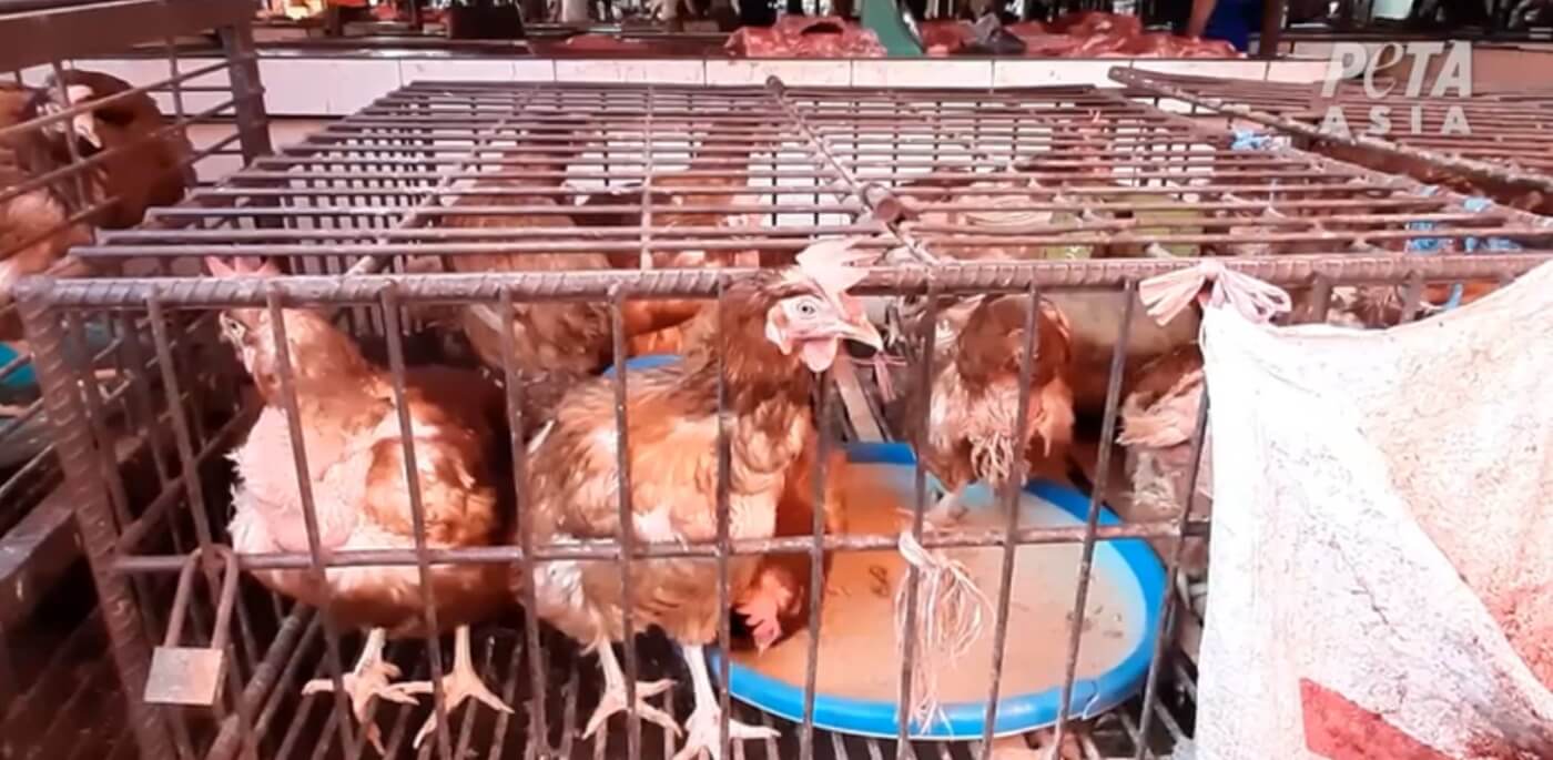 Chickens in cages