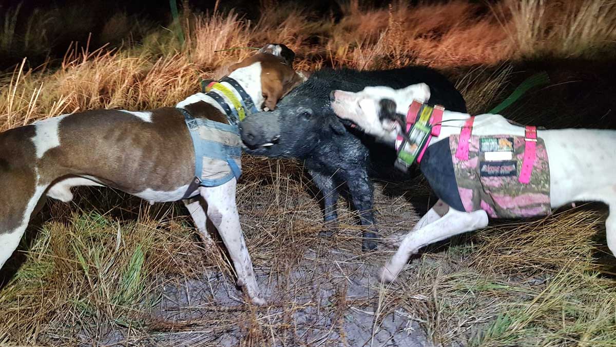 australian pig hunting dog breeds