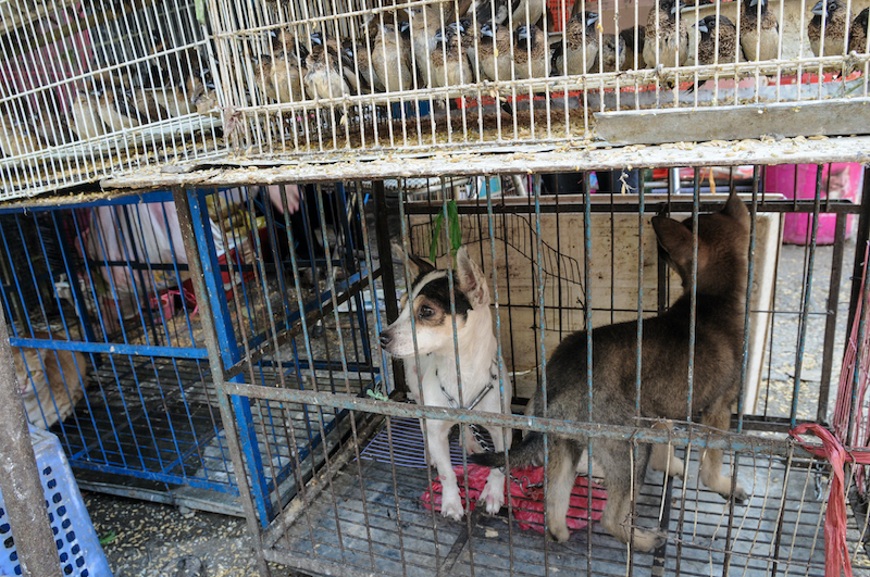Image shows dogs and birds in cages