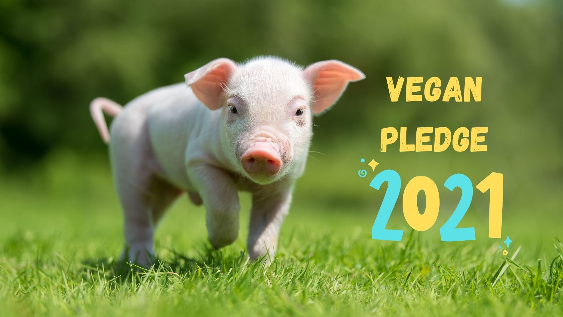 A piglet with the words "vegan pledge 2021".