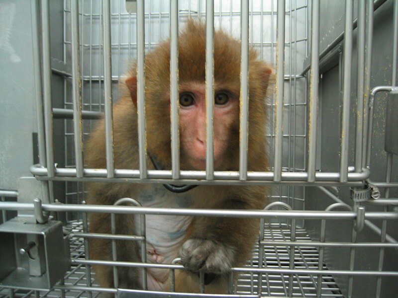 A monkey in a cage at a lab.