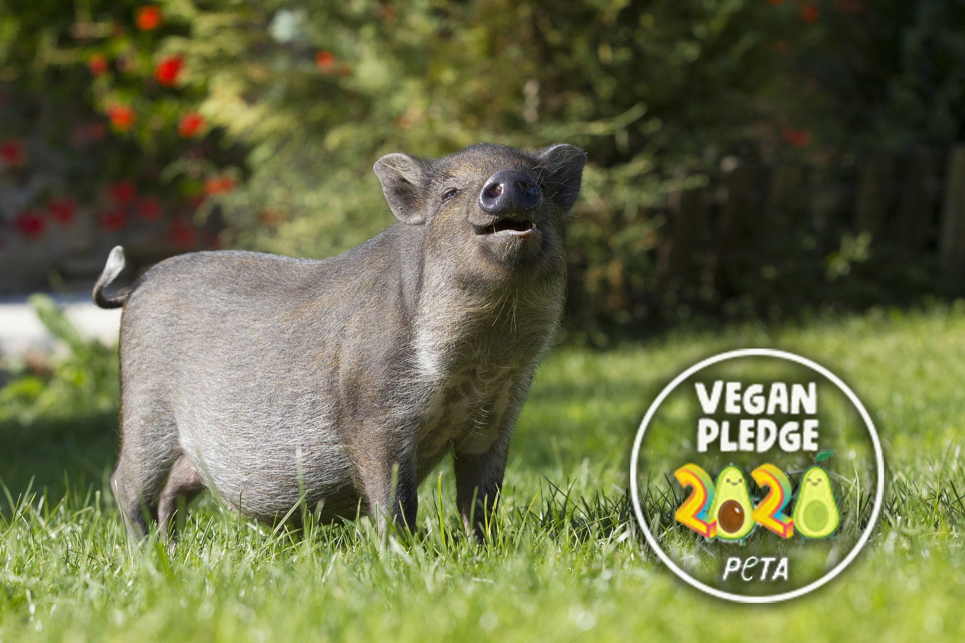 A photo of a pig in a field.