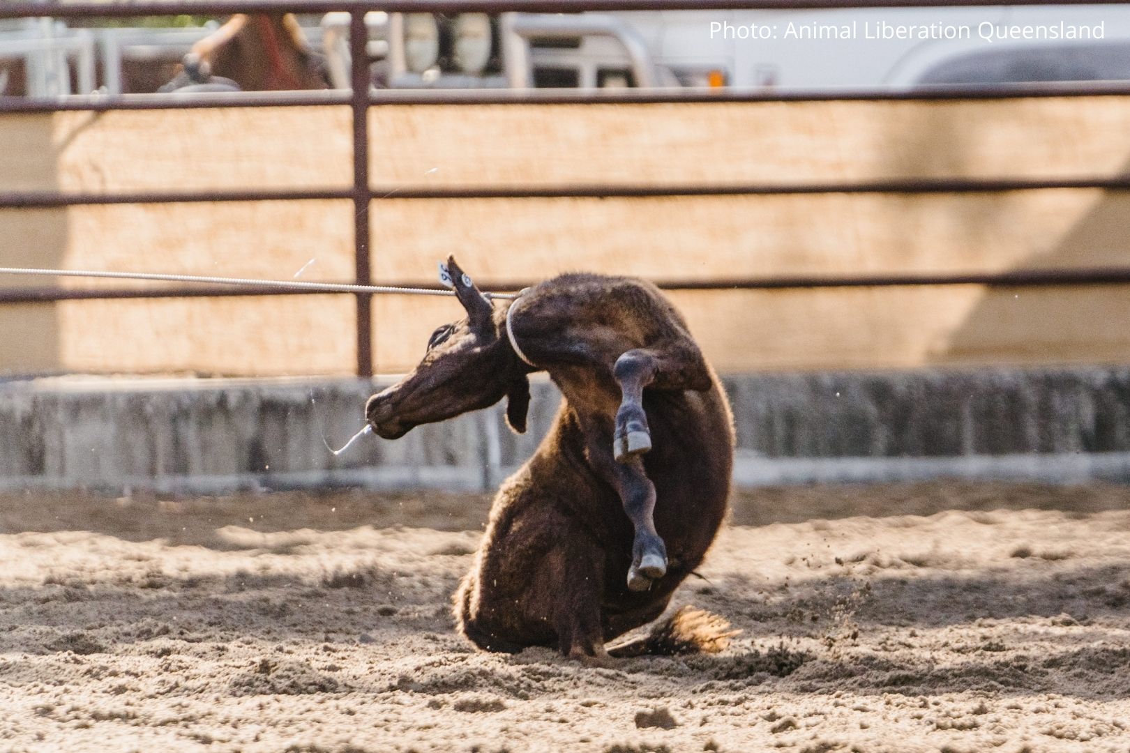Calf Roping in Queensland.