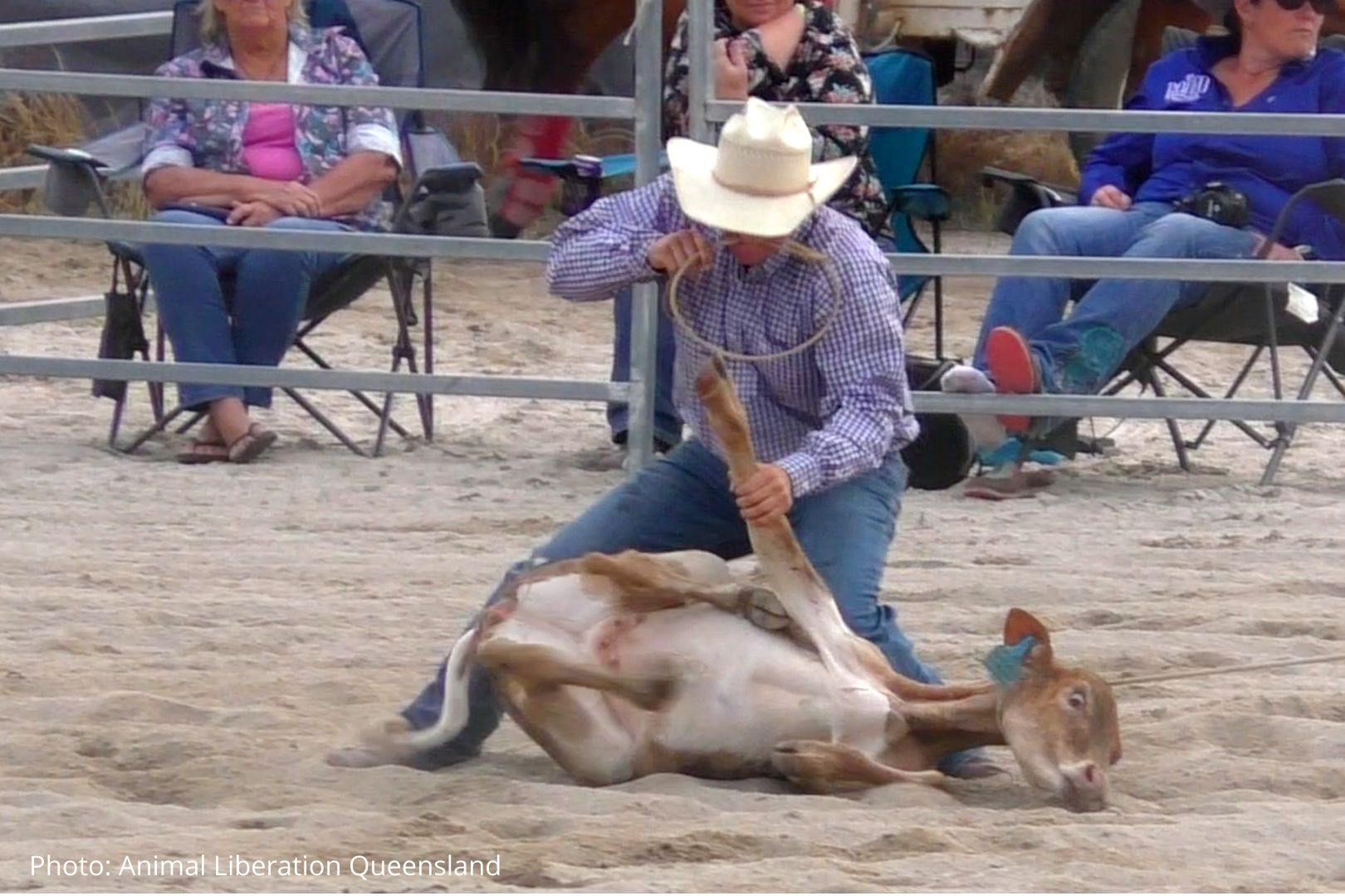 A man pins a calf to the ground.
