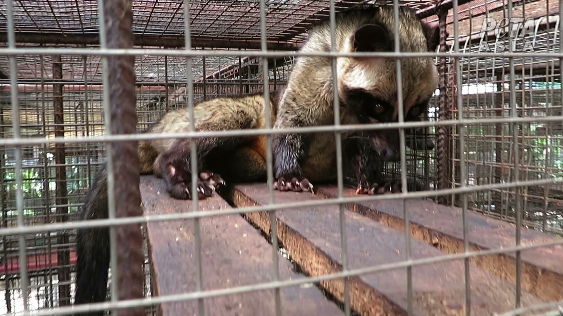 What you really pay for when you try kopi luwak in Bali.