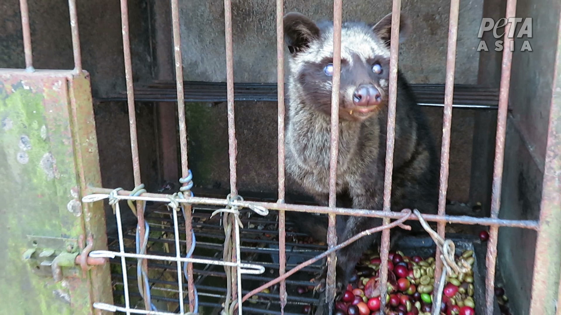 Civet cats in Bali are forced to eat far more coffee berries than they naturally would. 