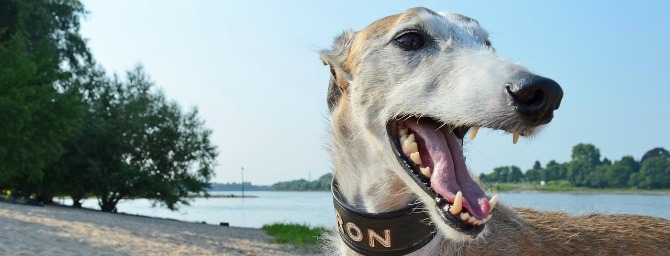 GOED NIEUWS VOOR DIEREN