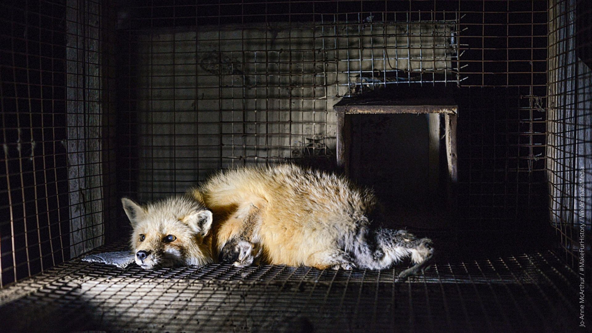 A fox in a cage on a fur farm.