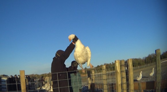A goose being held by the neck.