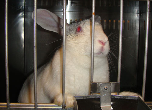 Don't let #GivingTuesday end without making a donation for animals.