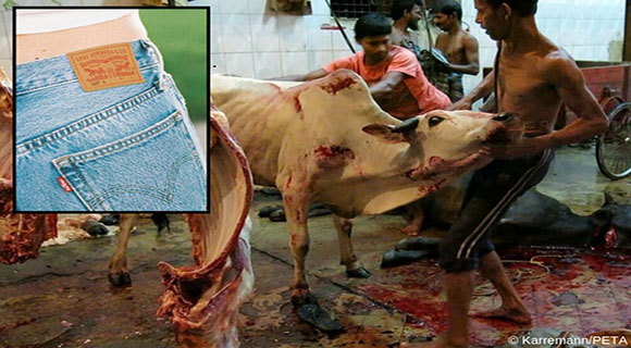 A cow being slaughtered for leather.