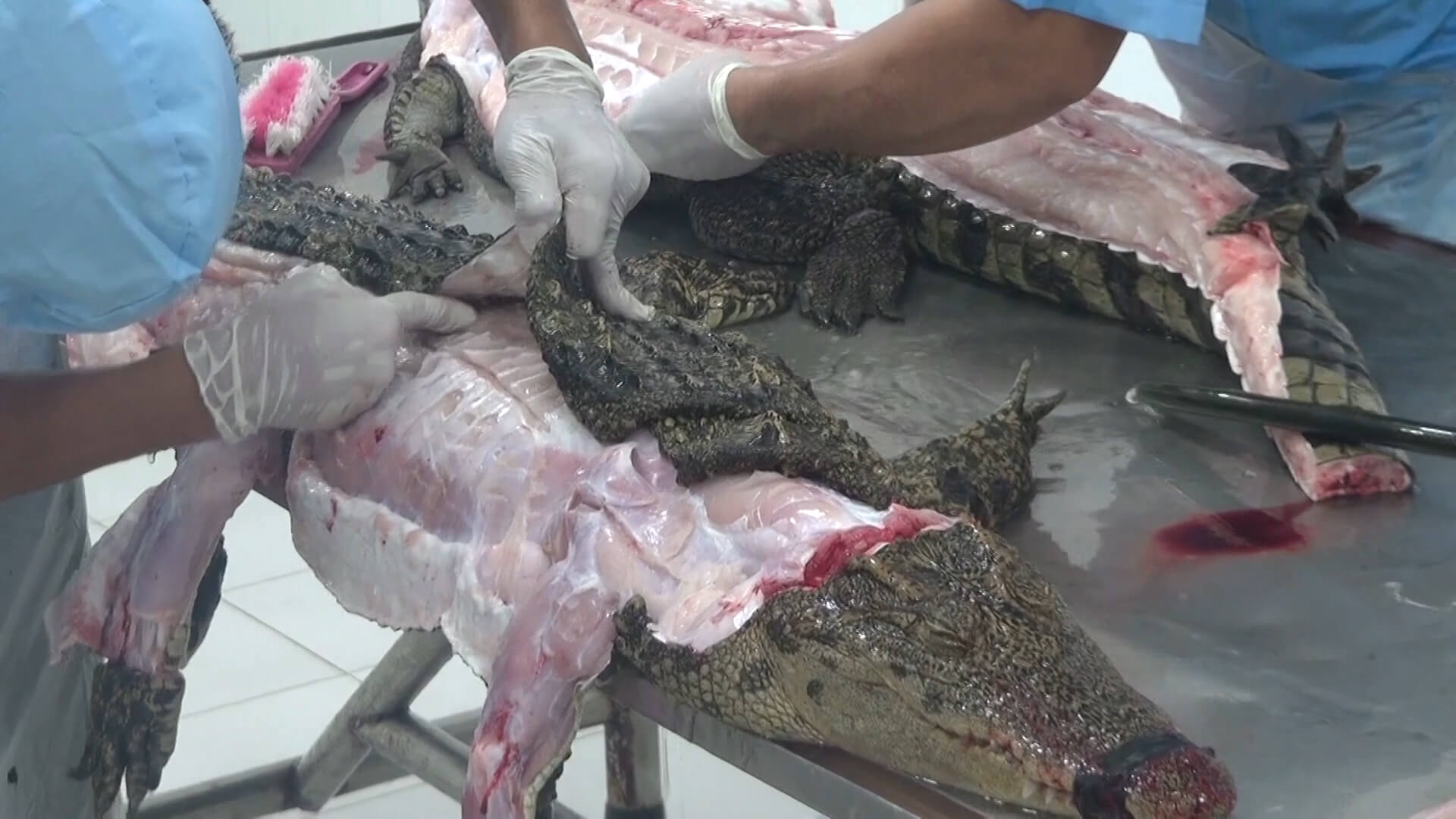 A crocodile slaughtered for their skin in Vietnam.
