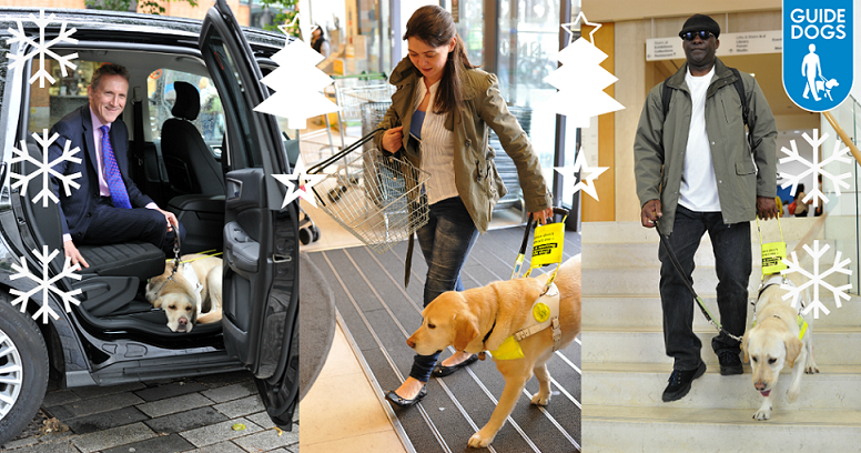 How Can You Help Guide Dogs Guide Dogs