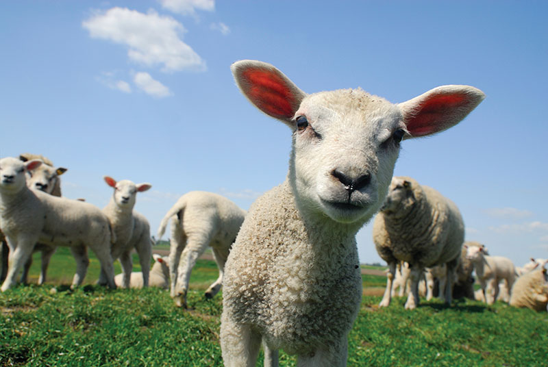 A group of high welfare lambs and sheep in a green field, one in front looking at the camera