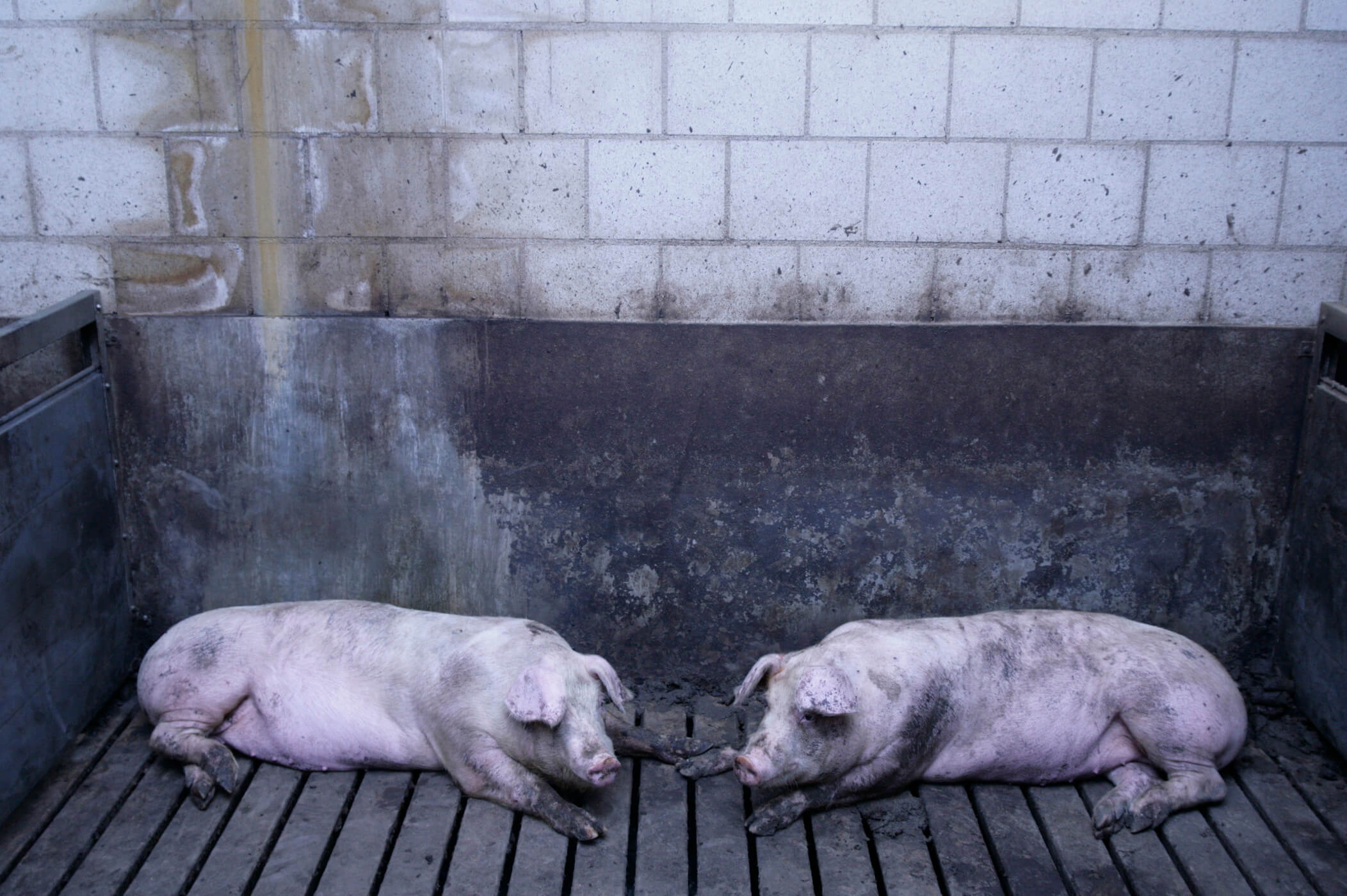 Pigs indoors on slatted floor
